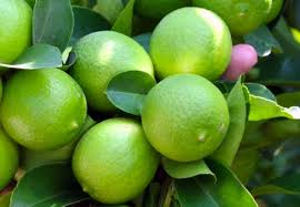 Limón Persa - Fruticula Del Sur, S.A